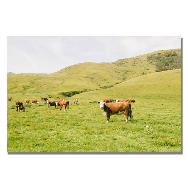 Ariane Moshayedi Cow Staredown Canvas Wall Art 35 x 47 Image 1