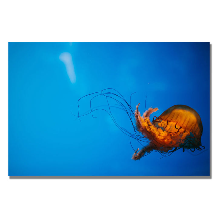 Ariane Moshayedi Single Jellyfish Canvas Wall Art 35 x 47 Image 1