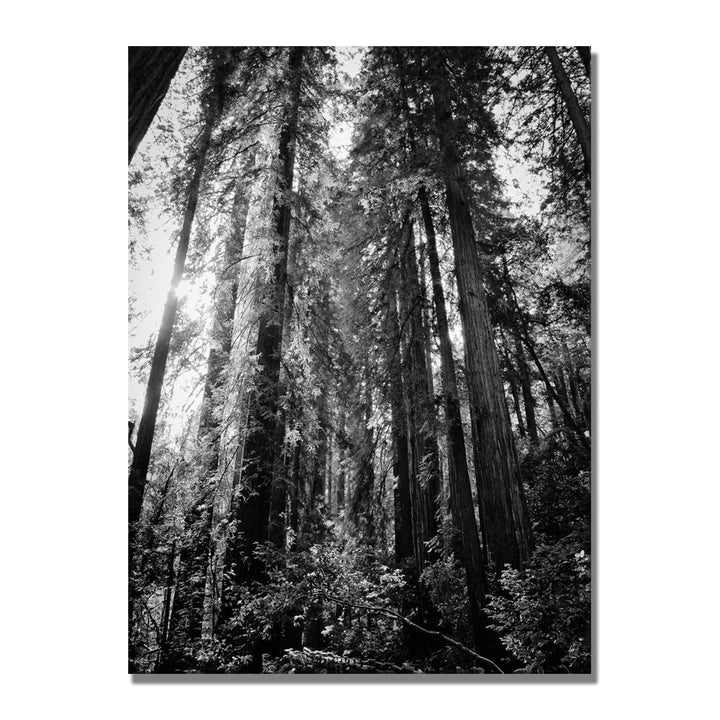 Ariane Moshayedi Redwood Standing Canvas Wall Art 35 x 47 Image 1