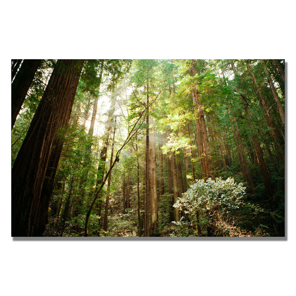 Ariane Moshayedi Muir Woods Canvas Wall Art 35 x 47 Image 1