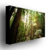 Ariane Moshayedi Muir Woods Canvas Wall Art 35 x 47 Image 2