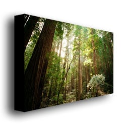 Ariane Moshayedi Muir Woods Canvas Wall Art 35 x 47 Image 3