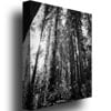 Ariane Moshayedi Redwood Standing Canvas Wall Art 35 x 47 Image 2