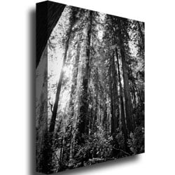 Ariane Moshayedi Redwood Standing Canvas Wall Art 35 x 47 Image 3