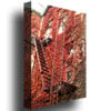 Ariane Moshayedi Fire Escape Canvas Wall Art 35 x 47 Image 2
