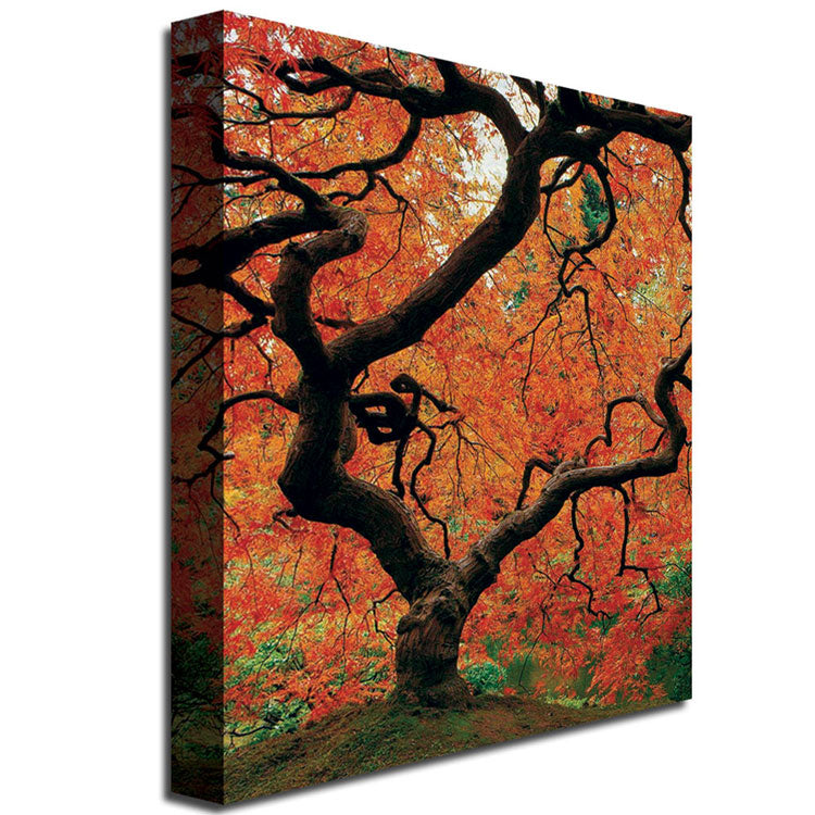 David Farley Japanese Tree I Canvas Wall Art 35 x 47 Image 3