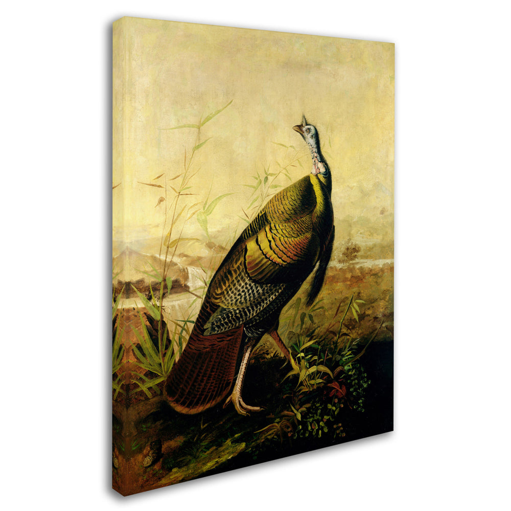 John James Audubon American Wild Turkey Cock Canvas Wall Art 35 x 47 Inches Image 2