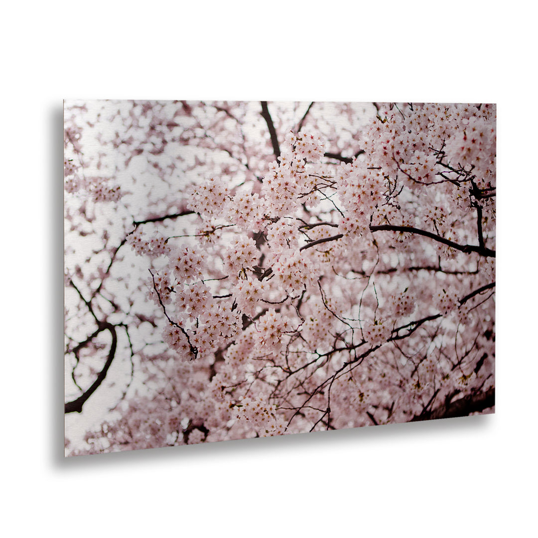 Ariane Moshayedi Cherry Blossoms Floating Brushed Aluminum Art 16 x 22 Image 1