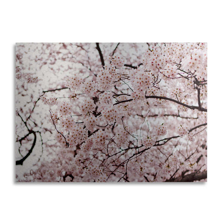 Ariane Moshayedi Cherry Blossoms Floating Brushed Aluminum Art 16 x 22 Image 2