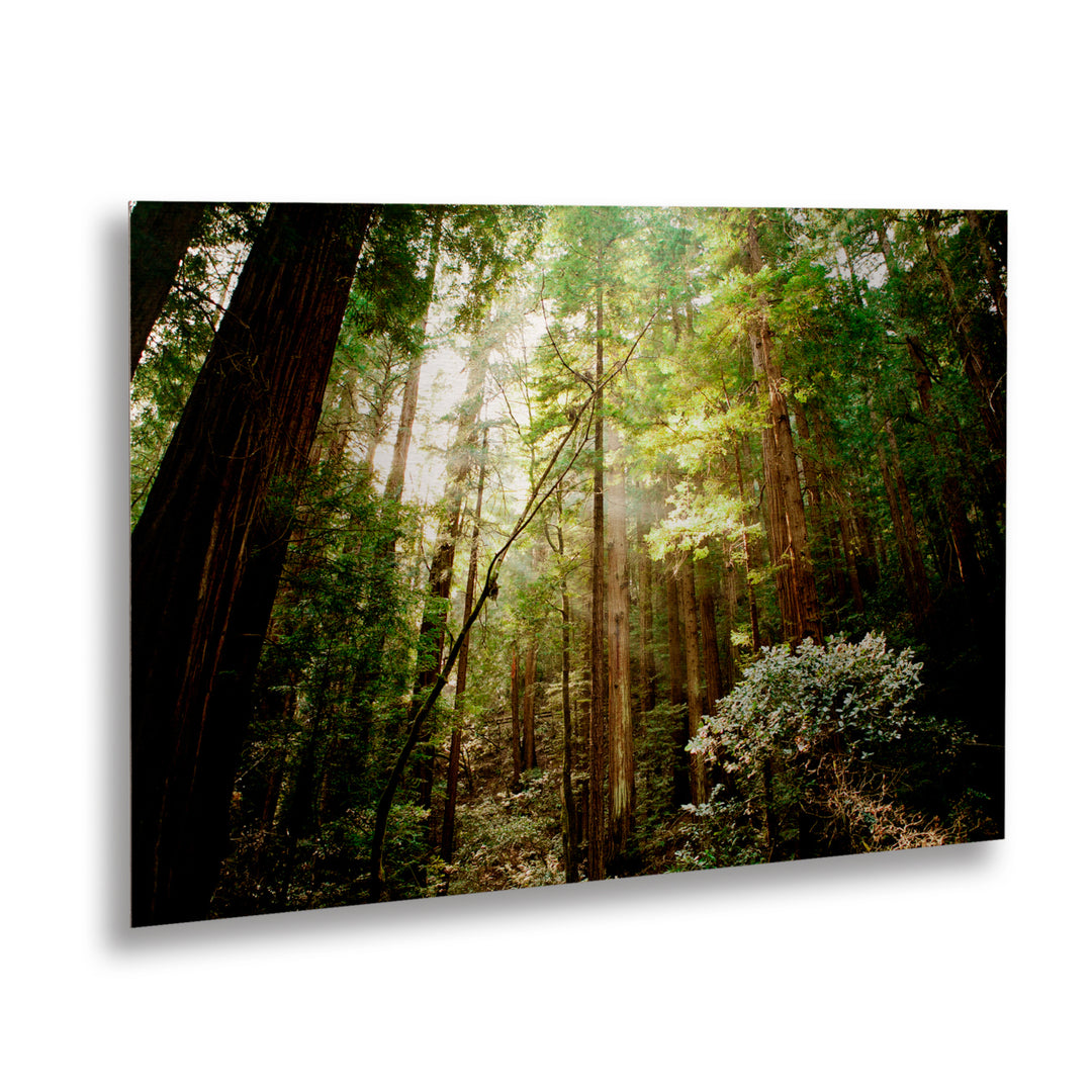 Ariane Moshayedi Muir Woods Floating Brushed Aluminum Art 16 x 22 Image 1