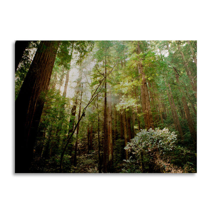 Ariane Moshayedi Muir Woods Floating Brushed Aluminum Art 16 x 22 Image 2