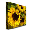 Amy Vangsgard Sunflowers Huge Canvas Art 35 x 35 Image 3