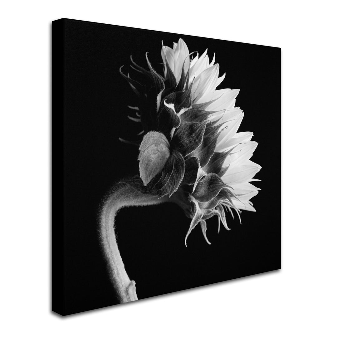 Michael Harrison Sunflower Huge Canvas Art 35 x 35 Image 3