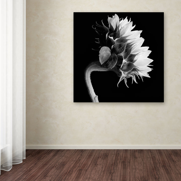 Michael Harrison Sunflower Huge Canvas Art 35 x 35 Image 4