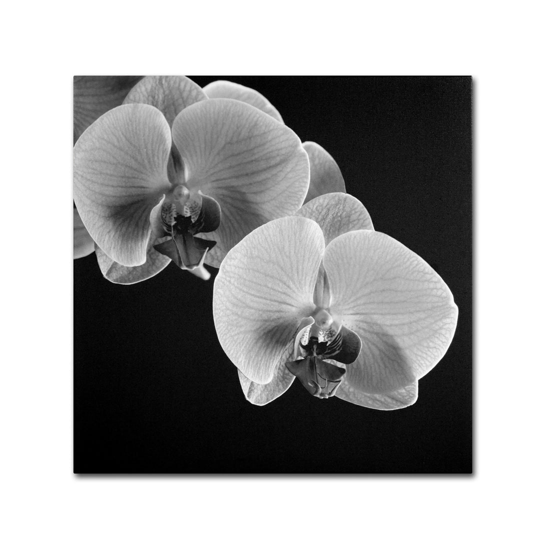 Michael Harrison Orchids Huge Canvas Art 35 x 35 Image 2