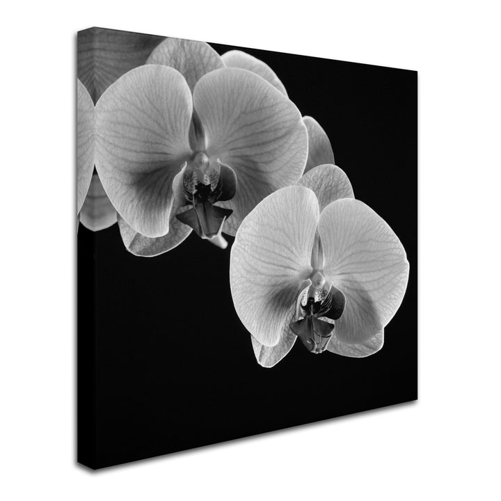 Michael Harrison Orchids Huge Canvas Art 35 x 35 Image 3