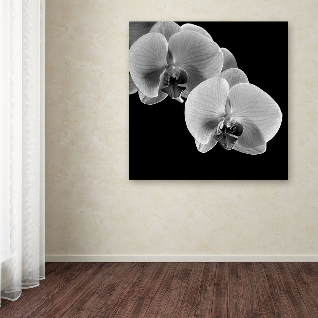 Michael Harrison Orchids Huge Canvas Art 35 x 35 Image 4