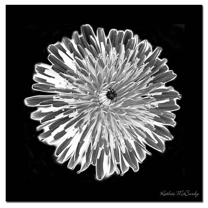 Kathie McCurdy Dandelion Black and White Huge Canvas Art 35 x 35 Image 1
