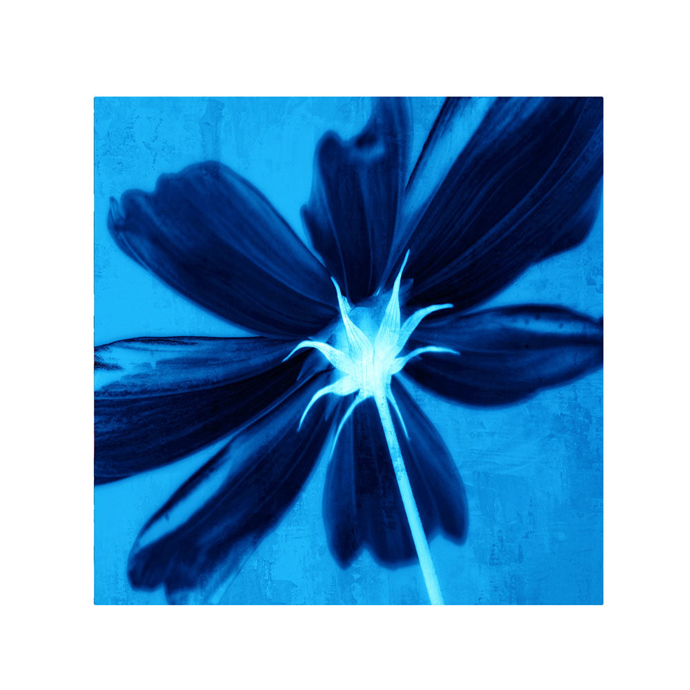Philippe Sainte-Laudy Corolla Blue Huge Canvas Art 35 x 35 Image 1