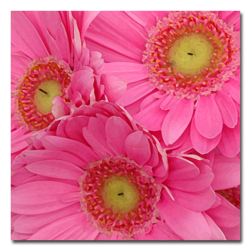 Amy Vangsgard Pink Gerber Daisies Huge Canvas Art 35 x 35 Image 2