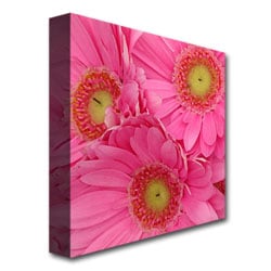 Amy Vangsgard Pink Gerber Daisies Huge Canvas Art 35 x 35 Image 4