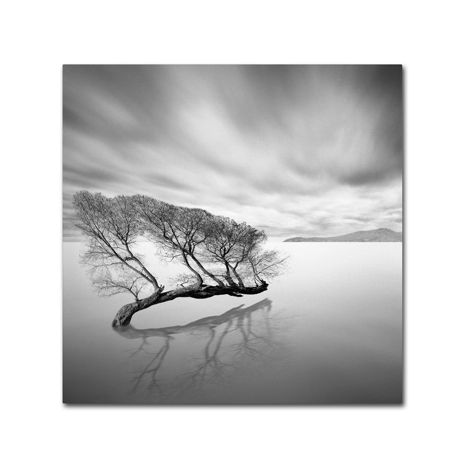 Moises Levy Water Tree VII Huge Canvas Art 35 x 35 Image 1