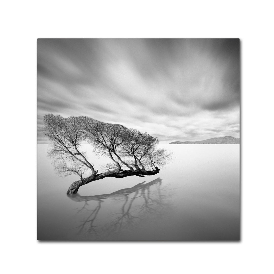 Moises Levy Water Tree VII Huge Canvas Art 35 x 35 Image 2