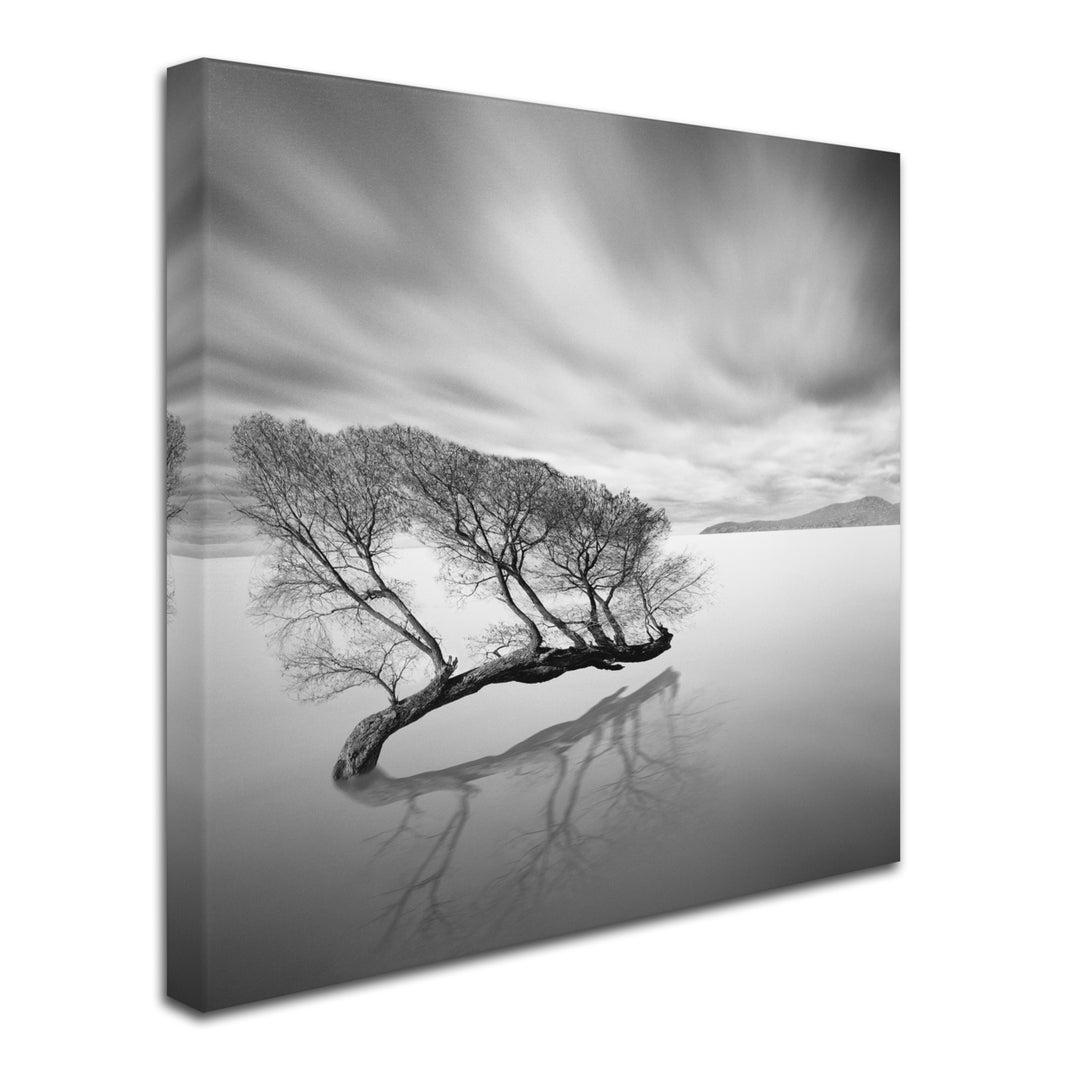 Moises Levy Water Tree VII Huge Canvas Art 35 x 35 Image 3