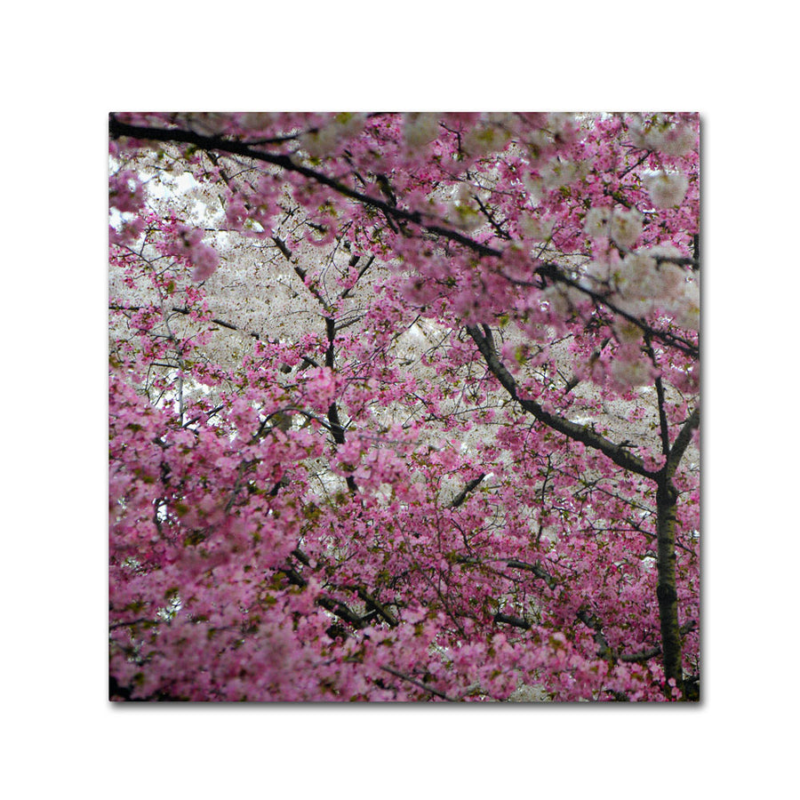 CATeyes Cherry Blossoms 2014-3 Huge Canvas Art 35 x 35 Image 1