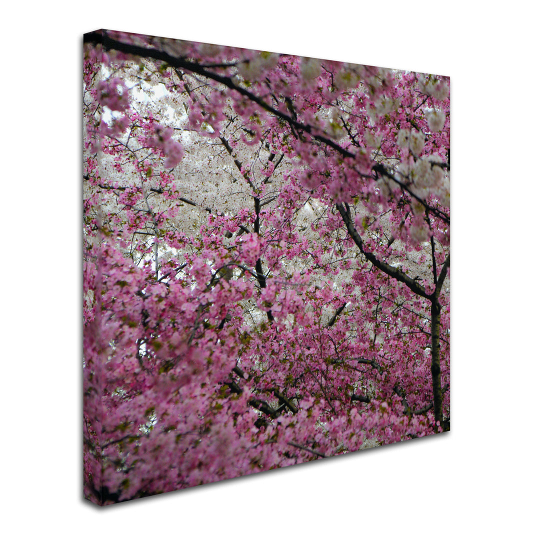 CATeyes Cherry Blossoms 2014-3 Huge Canvas Art 35 x 35 Image 3