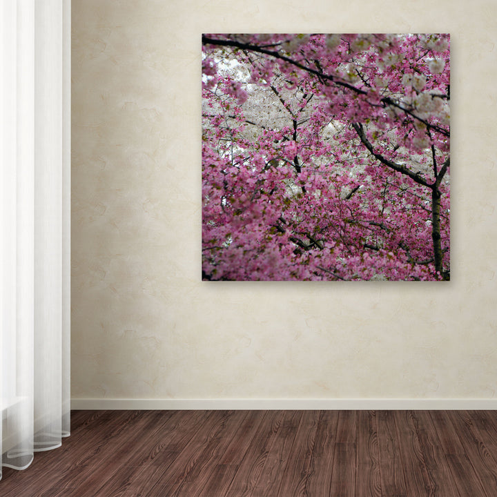 CATeyes Cherry Blossoms 2014-3 Huge Canvas Art 35 x 35 Image 4