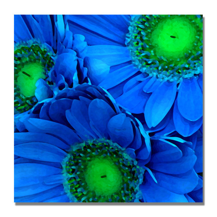 Amy Vangsgard Blue Gerber Daisies Huge Canvas Art 35 x 35 Image 1