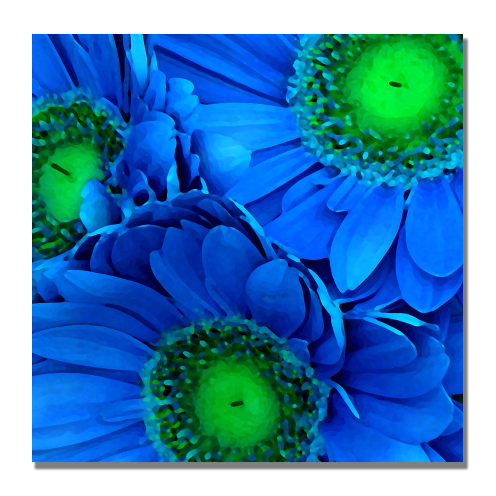 Amy Vangsgard Blue Gerber Daisies Huge Canvas Art 35 x 35 Image 2