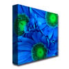 Amy Vangsgard Blue Gerber Daisies Huge Canvas Art 35 x 35 Image 3
