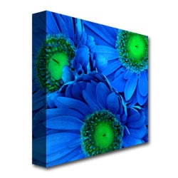 Amy Vangsgard Blue Gerber Daisies Huge Canvas Art 35 x 35 Image 4