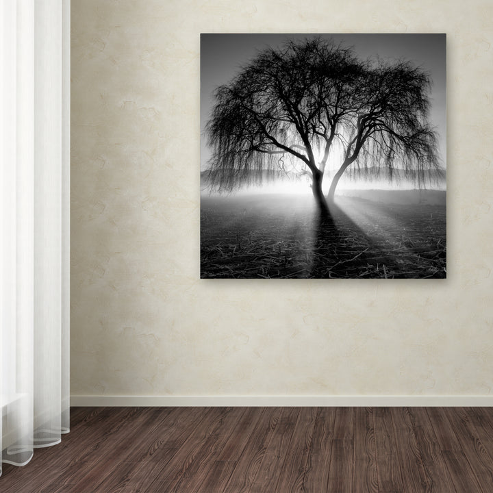 Moises Levy Lightning Tree I Huge Canvas Art 35 x 35 Image 4