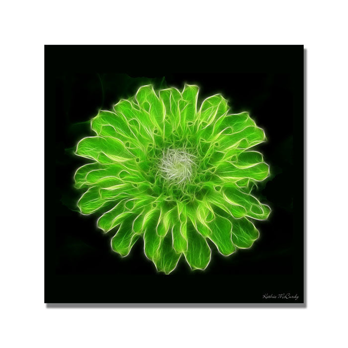 Kathie McCurdy Green Zinnia Huge Canvas Art 35 x 35 Image 1