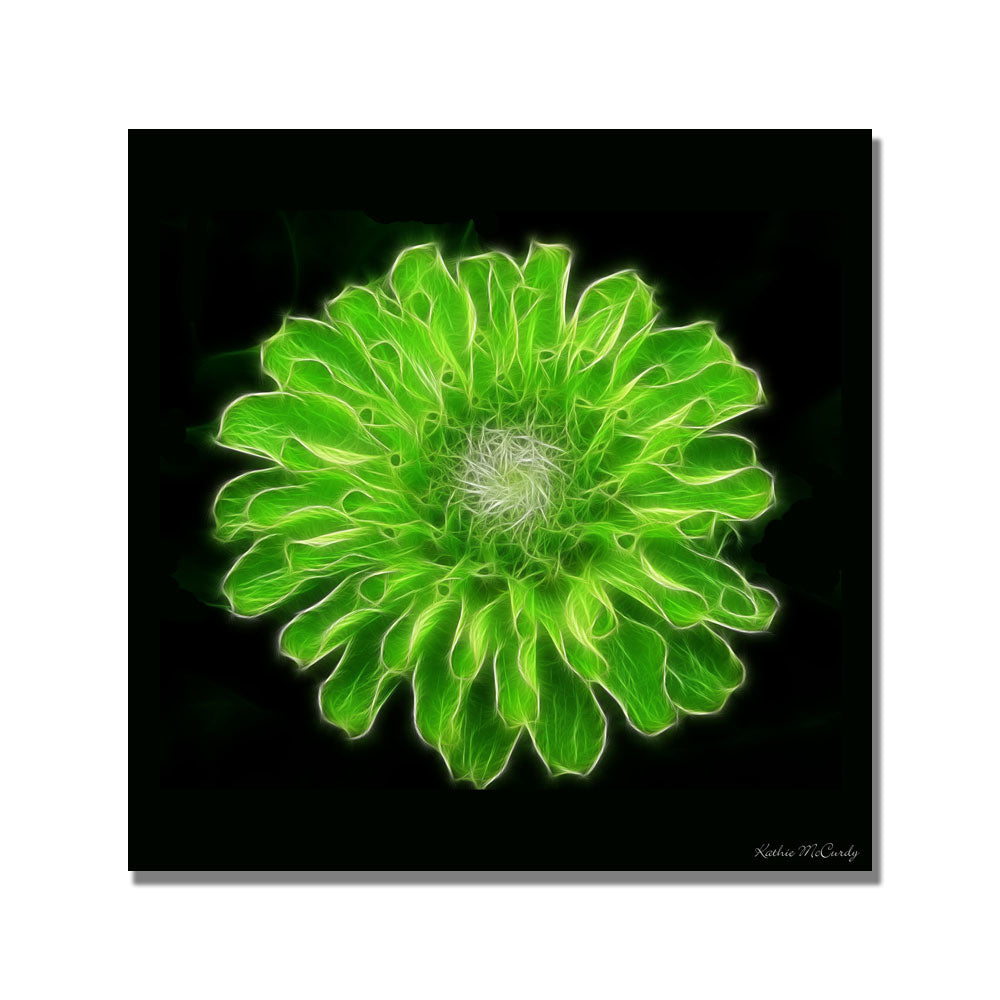 Kathie McCurdy Green Zinnia Huge Canvas Art 35 x 35 Image 2