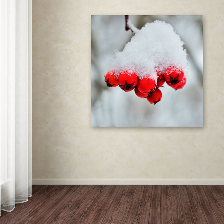 Kurt Shaffer Winter Berry Close-Up Huge Canvas Art 35 x 35 Image 4