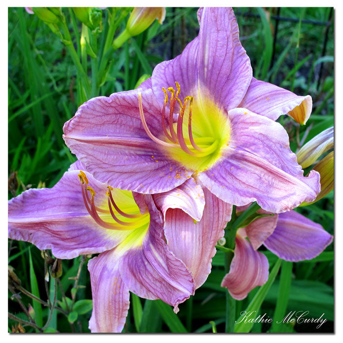 Kathie McCurdy Lavender Day Lily Huge Canvas Art 35 x 35 Image 1