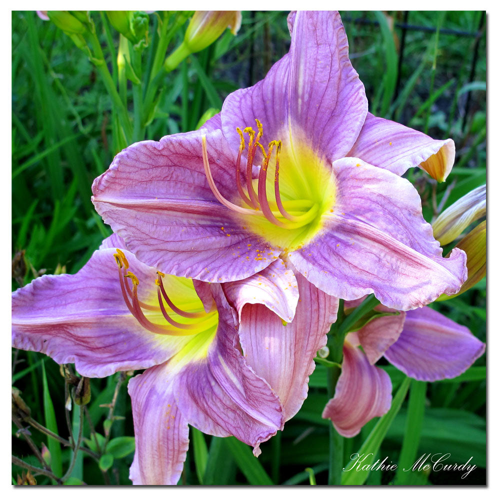 Kathie McCurdy Lavender Day Lily Huge Canvas Art 35 x 35 Image 2