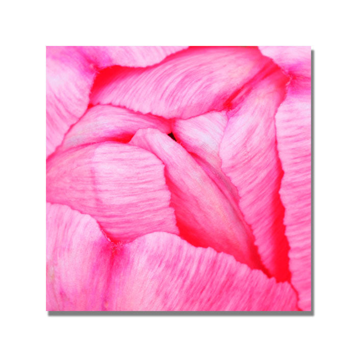 Kurt Shaffer Pink Tulip Abstract Huge Canvas Art 35 x 35 Image 1