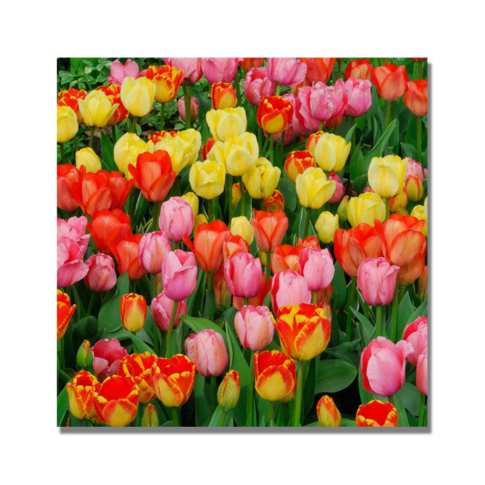 Kurt Shaffer Living Bouquet of Tulips Huge Canvas Art 35 x 35 Image 1