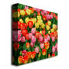 Kurt Shaffer Living Bouquet of Tulips Huge Canvas Art 35 x 35 Image 3