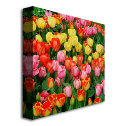 Kurt Shaffer Living Bouquet of Tulips Huge Canvas Art 35 x 35 Image 4