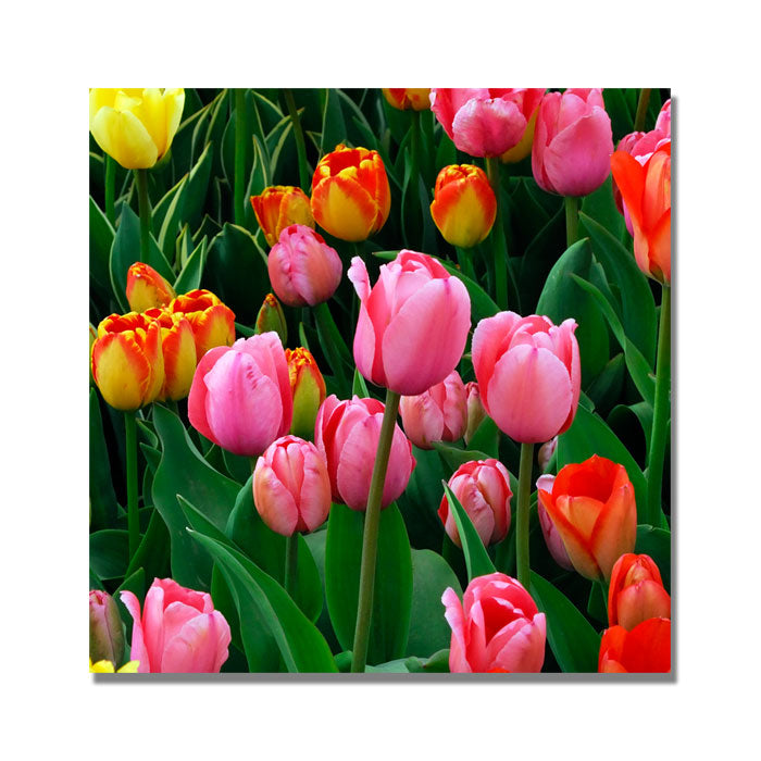 Kurt Shaffer Pink in the Middle Tulips Huge Canvas Art 35 x 35 Image 1