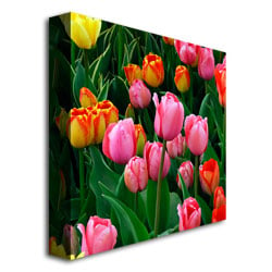 Kurt Shaffer Pink in the Middle Tulips Huge Canvas Art 35 x 35 Image 4