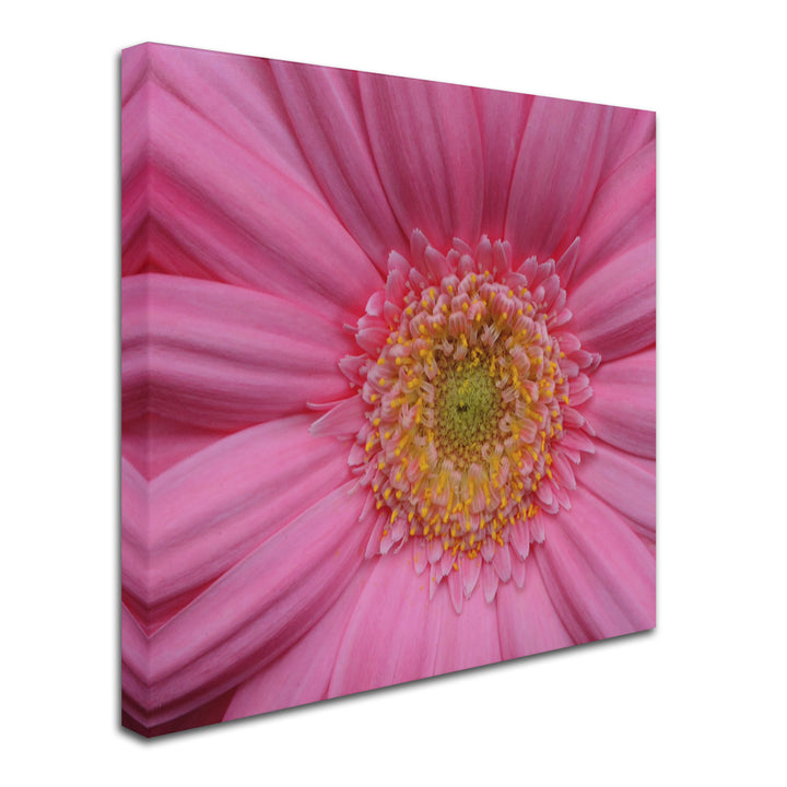 Kurt Shaffer Pink Huge Canvas Art 35 x 35 Image 3