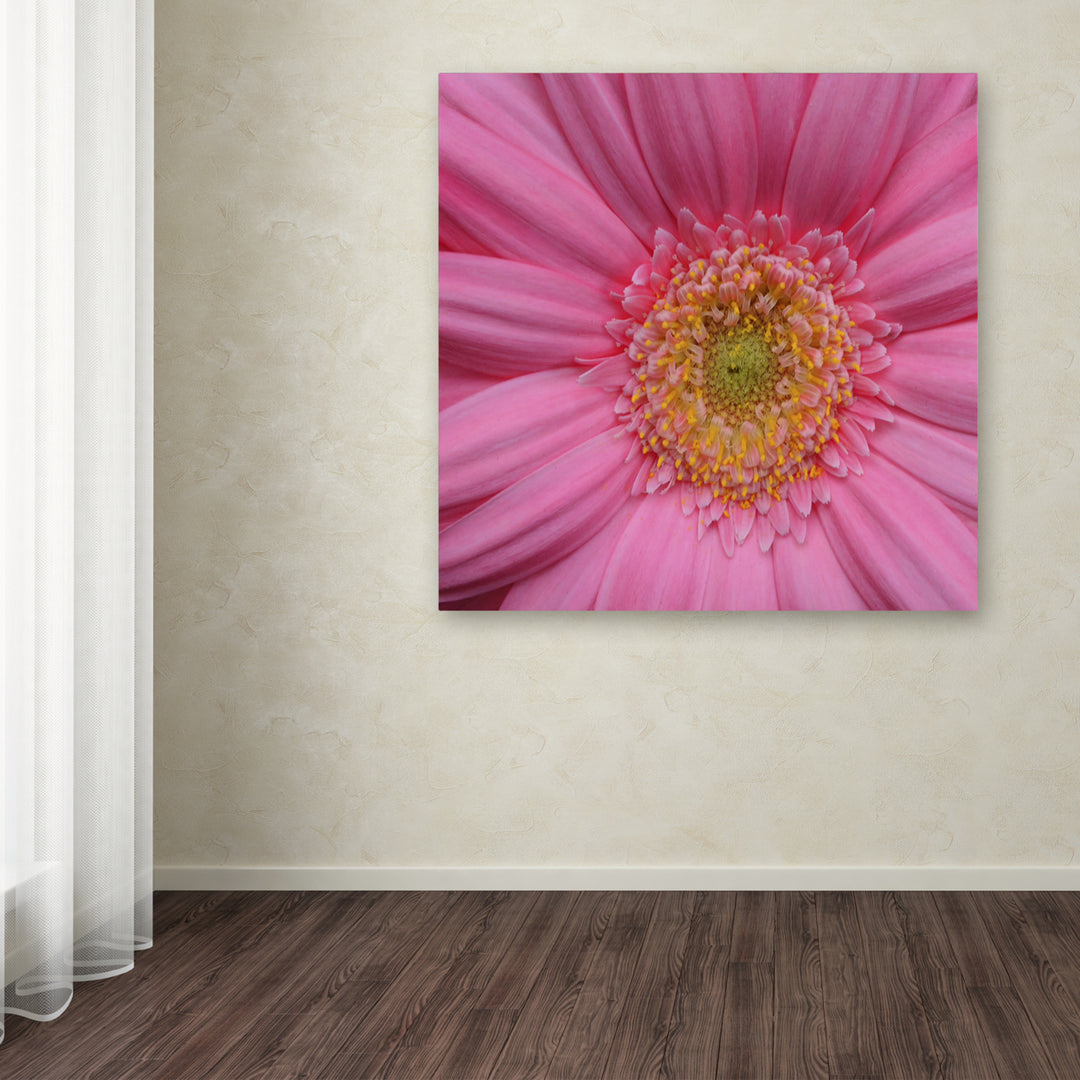 Kurt Shaffer Pink Huge Canvas Art 35 x 35 Image 4