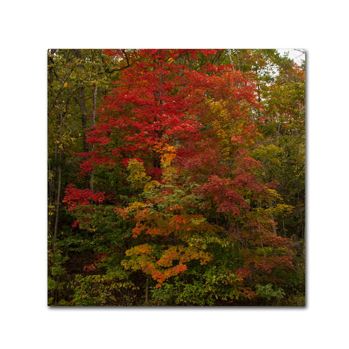 Kurt Shaffer Why I Love Autumn 2 Huge Canvas Art 35 x 35 Image 1